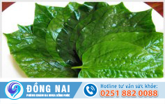 Chữa bệnh trĩ nội, trĩ ngoại bằng lá lốt