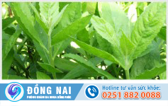 Lá cúc tần chữa bệnh trĩ?
