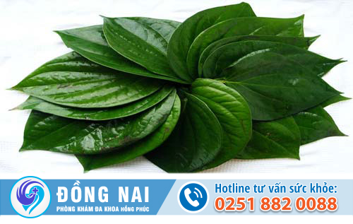 Bài thuốc chữa trĩ bằng lá trầu không