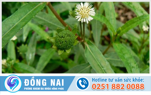 Chữa bệnh trĩ bằng cây cỏ mực