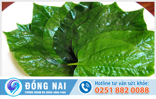 Chữa bệnh trĩ nội, trĩ ngoại bằng lá lốt
